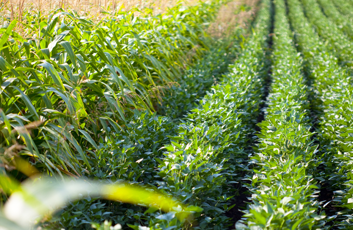 Crop Insurance Acreage Sets New Mark in 2017