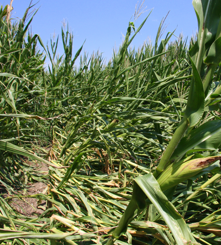 Crop-Hail Bundle Policy