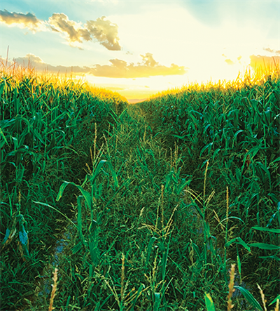 Price Modifier PLUS Protect your bottom line with Price Modifier PLUS!