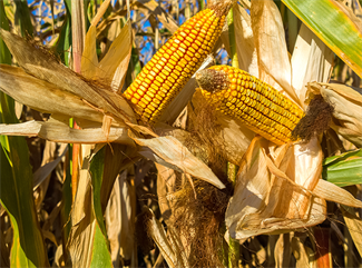 Crop insurance program integrity continues to improve