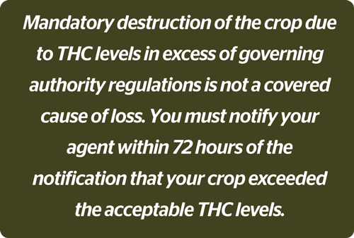 Mandatory destruction of the crop due to THC levels in excess of governing authority regulations is not a covered cause of loss. 