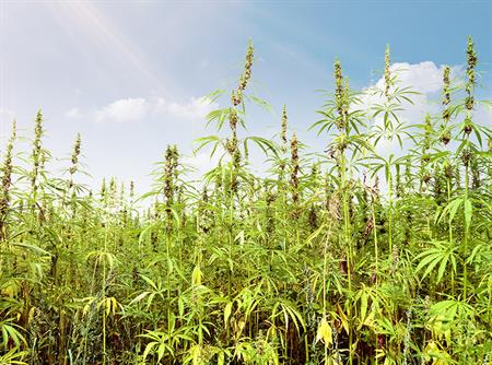 Hemp11_30Feature Hemp11_30Feature