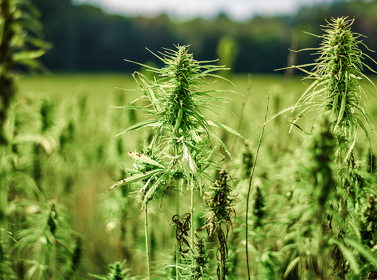 Hemp crop insurance coverage