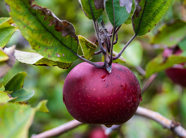 North Carolina Apple Growers